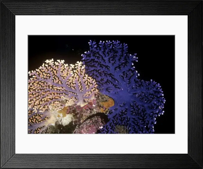 Framed Print : Lace Coral South Pacific Framed Print : Lace Coral South Pacific