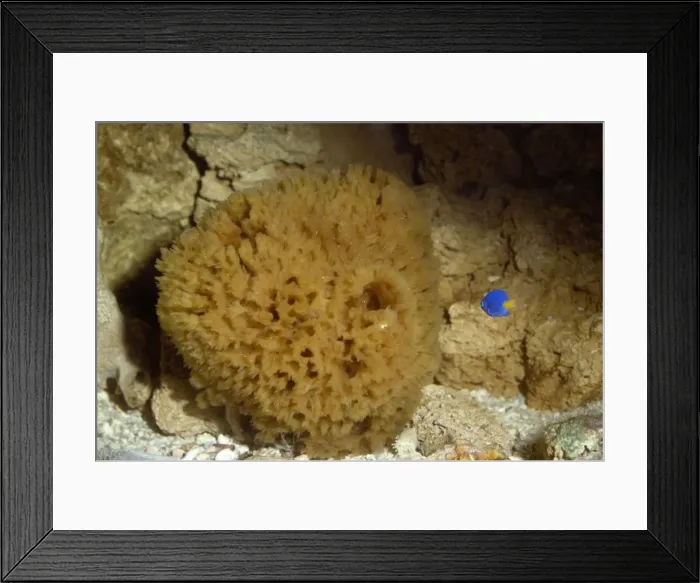 Framed Print : Living Sponge Framed Print : Living Sponge