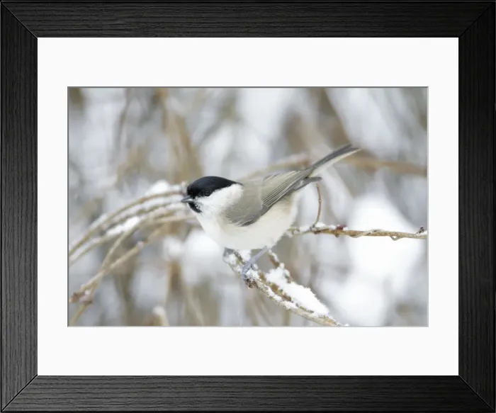 Framed Print : Marsh Tit - perched on branch in winter - Lower Saxony - Germany Framed Print : Marsh Tit - perched on branch in winter - Lower Saxony - Germany