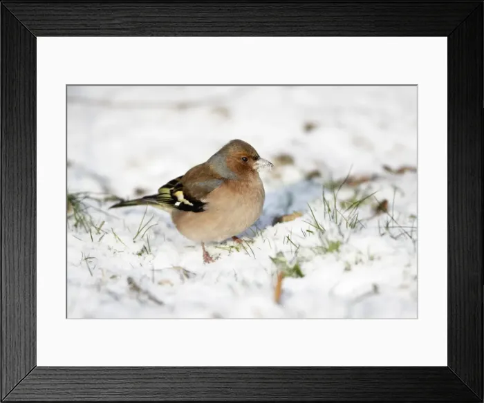 Framed Print : Chaffinch - male searching for food in snow covered garden - Lower Saxony - Germany Framed Print : Chaffinch - male searching for food in snow covered garden - Lower Saxony - Germany