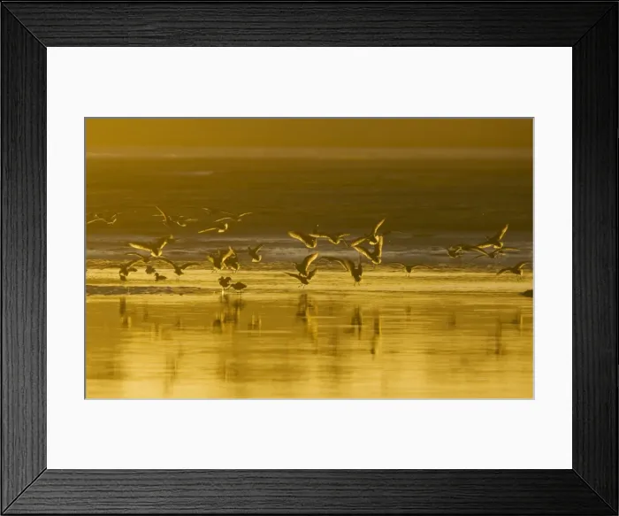 Framed Print : Marbled Godwits - coming in to feed, at sunset, California, United States Framed Print : Marbled Godwits - coming in to feed, at sunset, California, United States