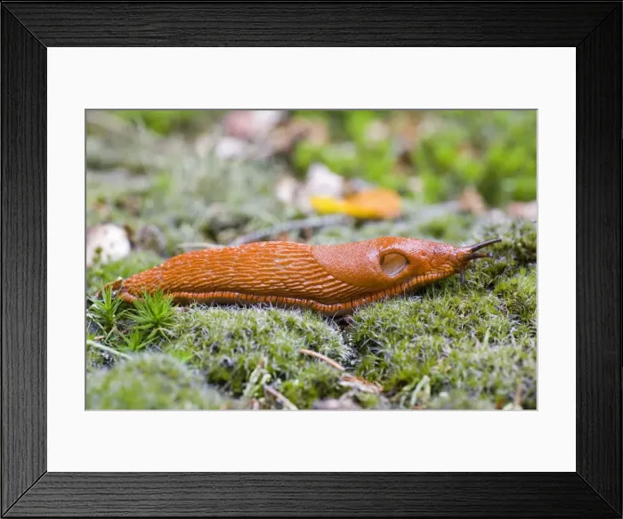 Framed Print : European Red Slug - on moss in garden Lower Saxony, Germany Framed Print : European Red Slug - on moss in garden Lower Saxony, Germany