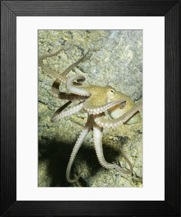 Framed Print : Two-spotted Octopus Southern California to Gulf of California Framed Print : Two-spotted Octopus Southern California to Gulf of California