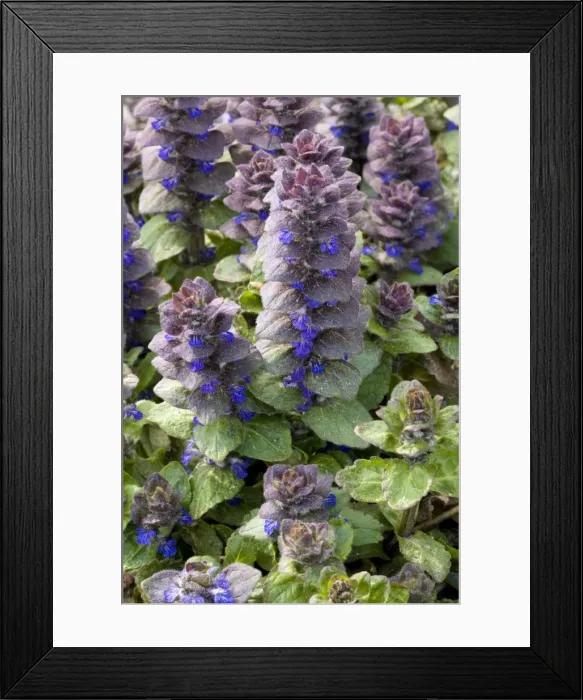 Framed Print : Pyramidal bugle (Ajuga pyramidalis). Rare in north Britain Framed Print : Pyramidal bugle (Ajuga pyramidalis). Rare in north Britain
