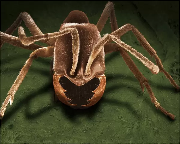 Scanning Electron Micrograph (SEM): Driver Ant - Magnification x 100 (if print A4 size: 29. 7 cm wide)