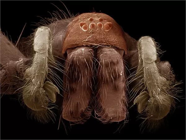 Scanning Electron Micrograph (SEM): Common House Spider - male, Magnification x (A4 size: 29. 7 cm width)