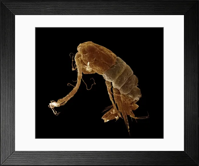 Framed Print : Scanning Electron Micrograph (SEM): Calanus sp. ; Magnification x650 (A4 size: 29. 7 cm width) Framed Print : Scanning Electron Micrograph (SEM): Calanus sp. ; Magnification x650 (A4 size: 29. 7 cm width)