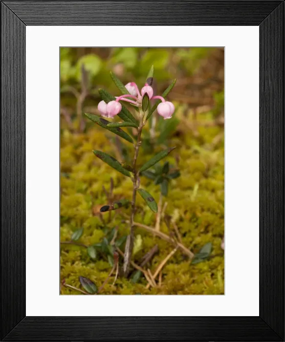 Framed Print : Bog rosemary (Andromeda polifolia) in flower. Uncommon in bogs, north Britain Framed Print : Bog rosemary (Andromeda polifolia) in flower. Uncommon in bogs, north Britain