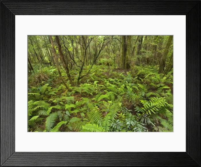 Framed Print : Temperate rainforest - magnificent lush, cool temperate rainforest, which is dominated by ferns and lichen and moss-covered trees - Nelson Valley, Franklin-Gorden Wild Rivers National Park, Tasmania, Australia Framed Print : Temperate rainforest - magnificent lush, cool temperate rainforest, which is dominated by ferns and lichen and moss-covered trees - Nelson Valley, Franklin-Gorden Wild Rivers National Park, Tasmania, Australia