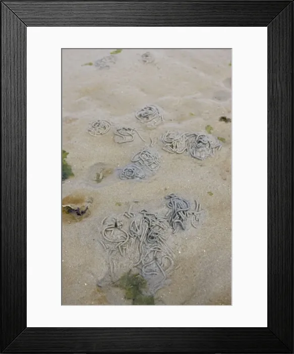 Framed Print : Lugworm casts on sandy beach Normandy France Framed Print : Lugworm casts on sandy beach Normandy France