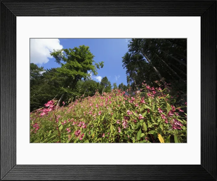 Framed Print : Himalayan Balsam - flowering in forest, Hessen, Germany Framed Print : Himalayan Balsam - flowering in forest, Hessen, Germany