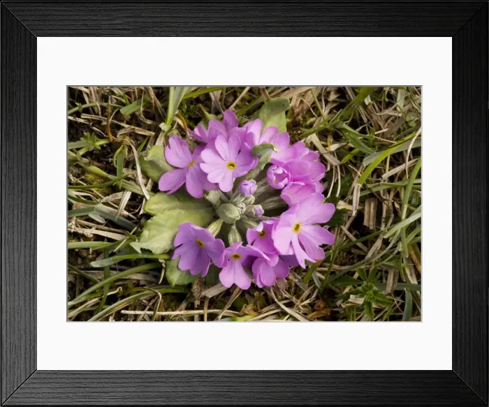 Framed Print : Bird's-eye primrose (Primula farinosa) in stemless form, Oland, Sweden Framed Print : Bird's-eye primrose (Primula farinosa) in stemless form, Oland, Sweden
