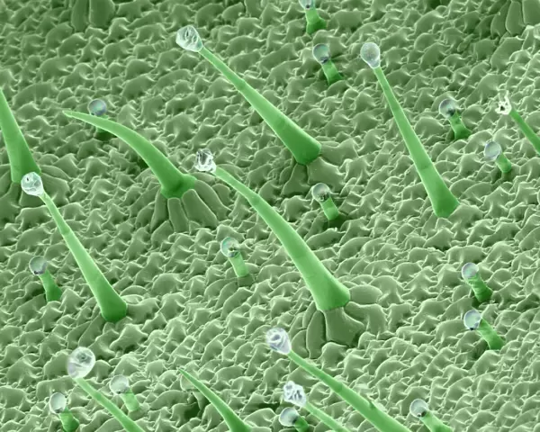 Scanning Electron micrograph (SEM): Leaf Hairs - of dicot plant showing gutation water droplets; Magnification unknown