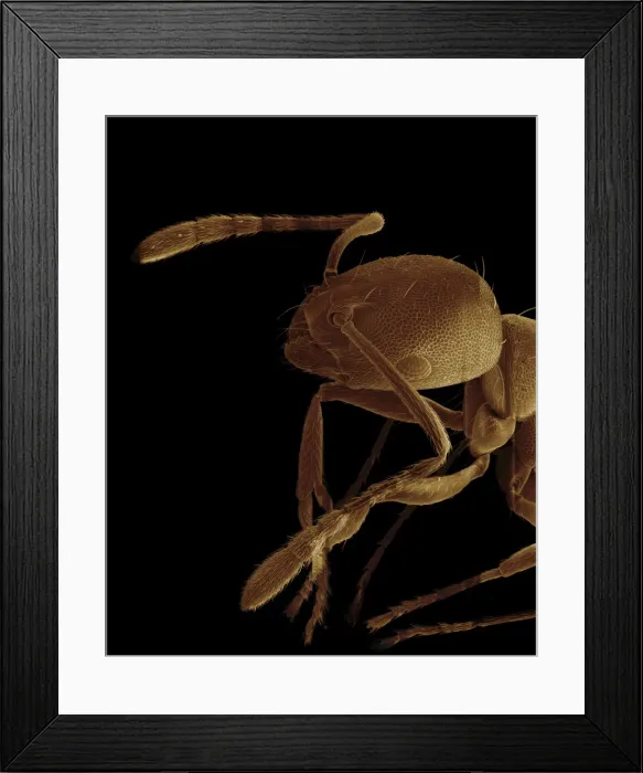 Framed Print : Scanning Electron Micrograph (SEM): Pharaoh Ant - Magnification x 175 (if print A4 size: 29. 7 cm wide) Framed Print : Scanning Electron Micrograph (SEM): Pharaoh Ant - Magnification x 175 (if print A4 size: 29. 7 cm wide)