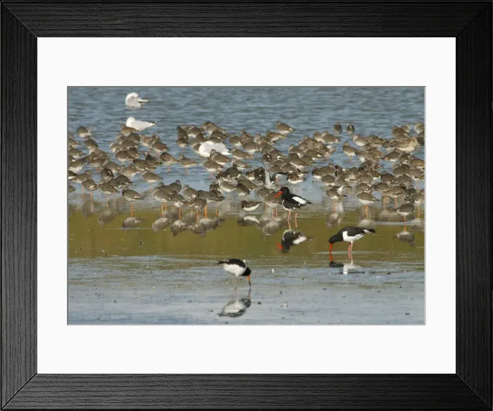 Framed Print : Redshank - flock resting with other waders - Island of Texel - Holland Framed Print : Redshank - flock resting with other waders - Island of Texel - Holland