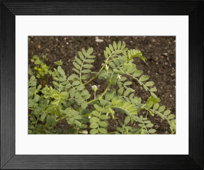 Framed Print : Chick pea in flower (Cicer arietinum). Widespread crop in warmer parts of the world Framed Print : Chick pea in flower (Cicer arietinum). Widespread crop in warmer parts of the world