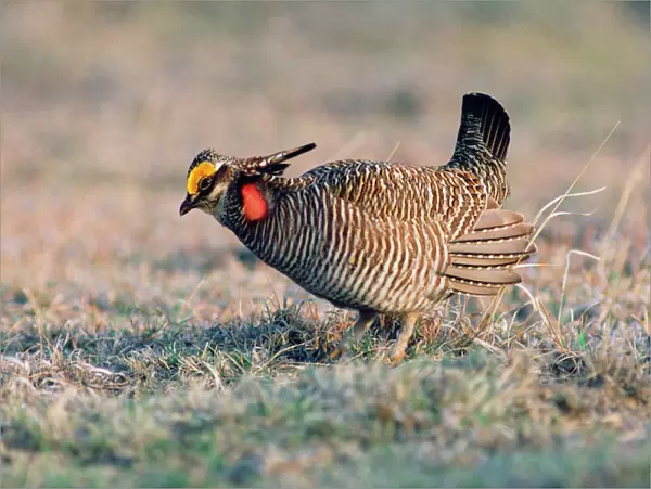 Lesser Prairie-chicken - male on display ground  
