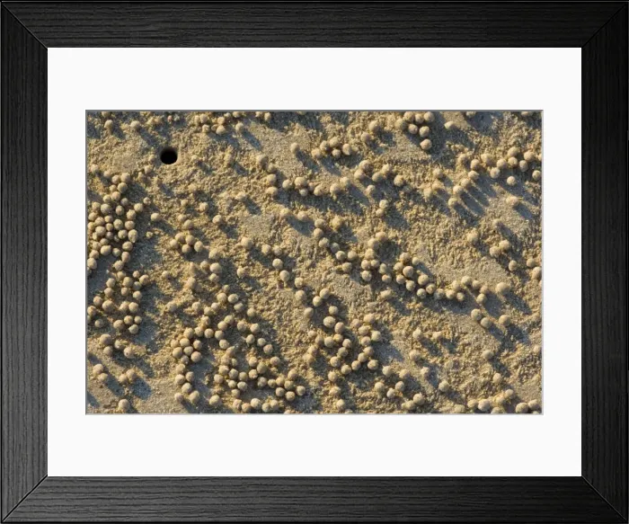 Framed Print : decorated crab home - beach crabs dig holes into the sand soon after the water recedes. They form the excessive sand into circular marbles and throw them out of the opening back onto the beach Framed Print : decorated crab home - beach crabs dig holes into the sand soon after the water recedes. They form the excessive sand into circular marbles and throw them out of the opening back onto the beach