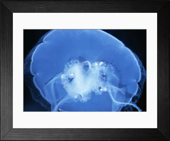 Framed Print : Moon Jellyfish KEL 499 Worldwide in Temperate Seas Aurelia aurita © Ken Lucas / ARDEA LONDON Framed Print : Moon Jellyfish KEL 499 Worldwide in Temperate Seas Aurelia aurita © Ken Lucas / ARDEA LONDON