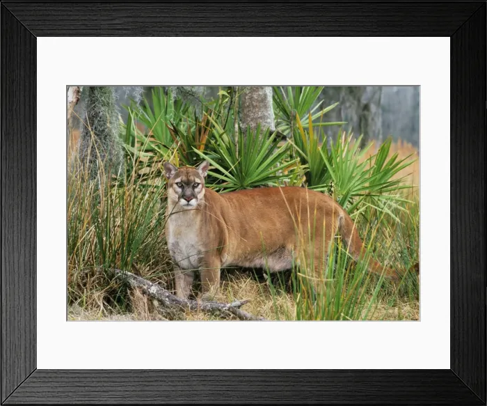 Framed Print : Florida Cougar / Mountain Lion / Puma. Florida - USA. endangered species. Also known as the Florida Panther. MR1227 Framed Print : Florida Cougar / Mountain Lion / Puma. Florida - USA. endangered species. Also known as the Florida Panther. MR1227