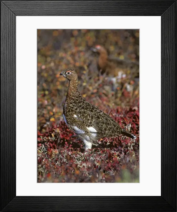 Framed Print : Willow Ptarmigan - well camouflaged in autumn colored tundra - Alaska B800 Framed Print : Willow Ptarmigan - well camouflaged in autumn colored tundra - Alaska B800