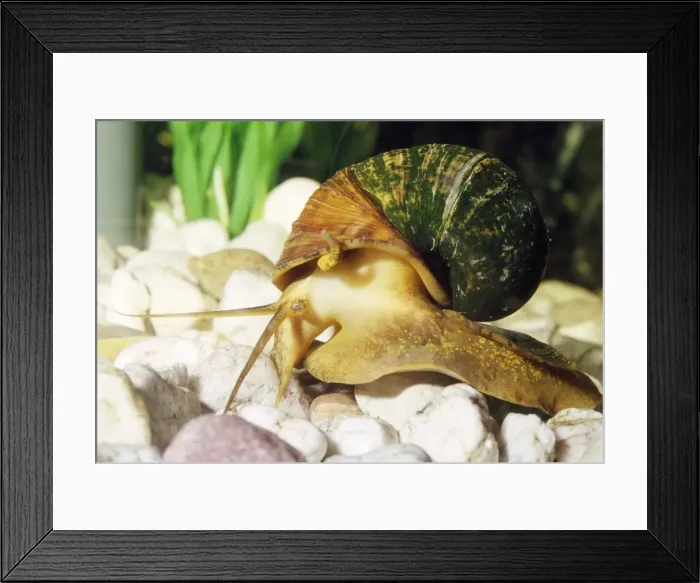 Framed Print : Apple Snail - freshwater Framed Print : Apple Snail - freshwater