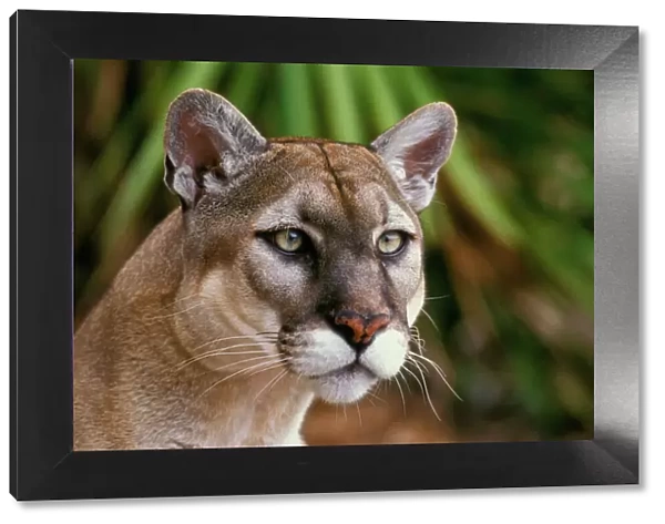 Florida Cougar  /  Mountain Lion  /  Puma. Florida - USA. endangered species. Also known as the Florida Panther. MR1044