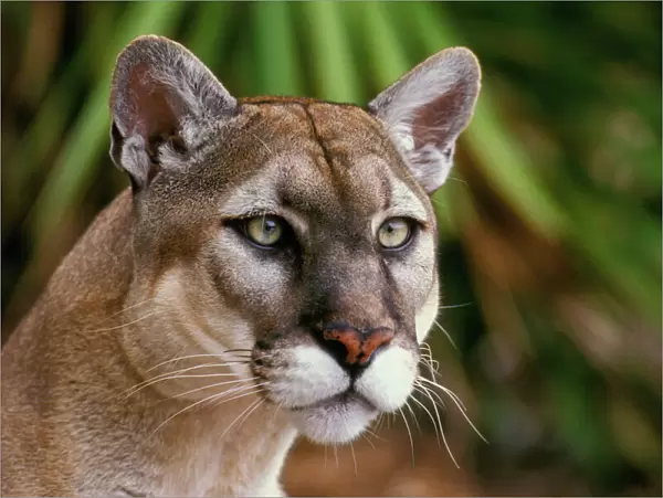 Florida Cougar  /  Mountain Lion  /  Puma. Florida - USA. endangered species. Also known as the Florida Panther. MR1044