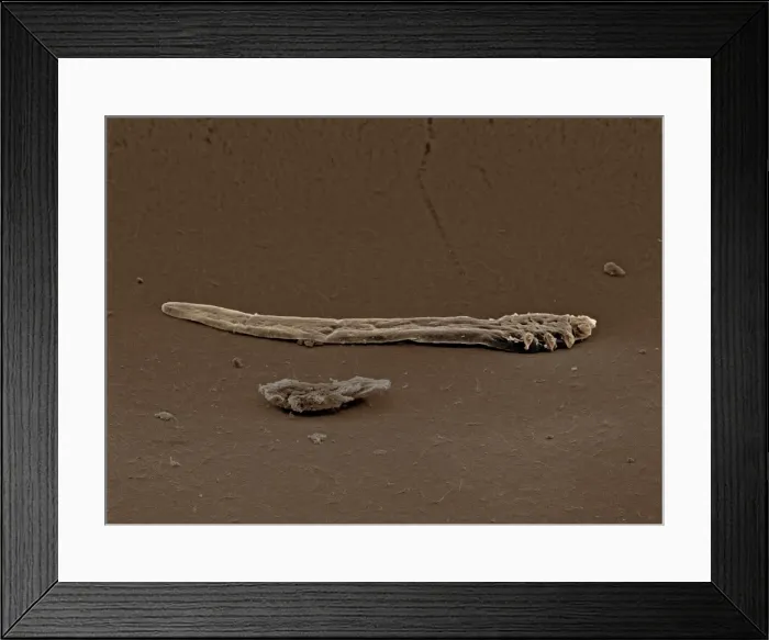 Framed Print : Scanning Electron Micrograph (SEM): Follicle Mite - Magnification x 700 (if print A4 size: 29. 7 cm wide) Framed Print : Scanning Electron Micrograph (SEM): Follicle Mite - Magnification x 700 (if print A4 size: 29. 7 cm wide)