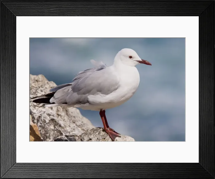Framed Print : Hartlaub's Gull - perched on rock - Cape - South Africa Framed Print : Hartlaub's Gull - perched on rock - Cape - South Africa