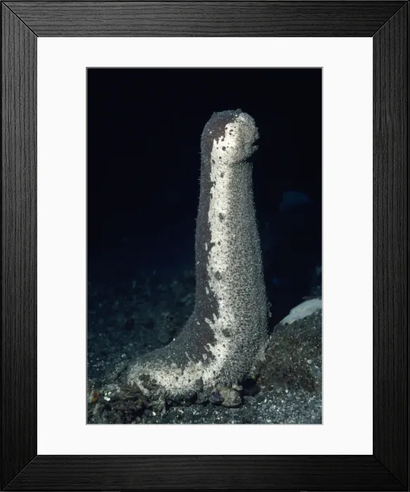 Framed Print : Sea Cucumber - looking for mate Indo Pacific Framed Print : Sea Cucumber - looking for mate Indo Pacific