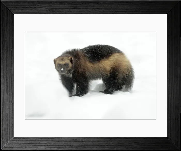 Framed Print : Wolverine - in winter snow - distribution: Holarctic regions of Northern Europe - Northern Russia - Siberia Framed Print : Wolverine - in winter snow - distribution: Holarctic regions of Northern Europe - Northern Russia - Siberia