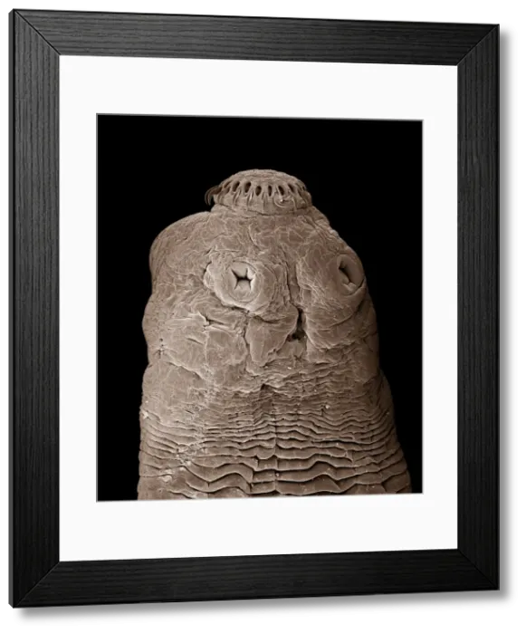 Framed Print : Tapeworm CHI0860 Framed Print : Tapeworm CHI0860