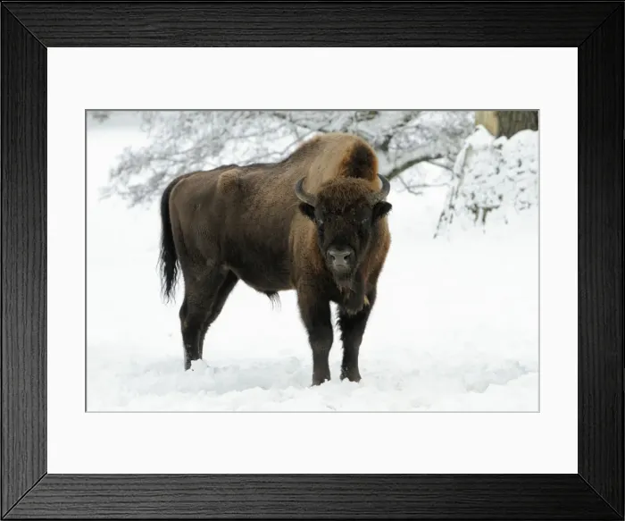 Framed Print : European Bison - bull in snow - Hessen - Germany Framed Print : European Bison - bull in snow - Hessen - Germany