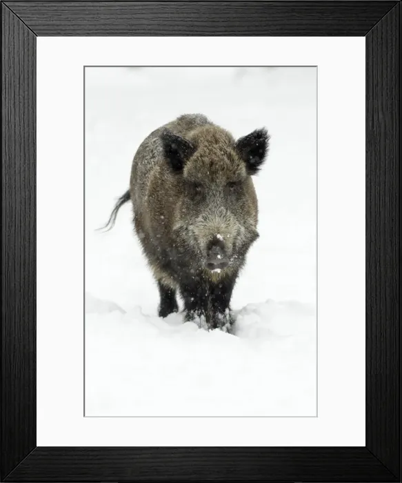 Framed Print : Wild Pig - sow in snow covered forest - Hessen - Germany Framed Print : Wild Pig - sow in snow covered forest - Hessen - Germany