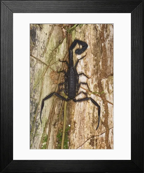 Framed Print : Scorpion San Cipriano Reserve, Cauca, Colombia Framed Print : Scorpion San Cipriano Reserve, Cauca, Colombia