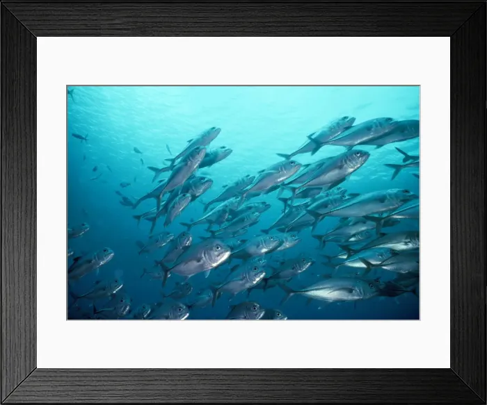 Framed Print : Bigeye Trevally - Papua New Guinea Framed Print : Bigeye Trevally - Papua New Guinea