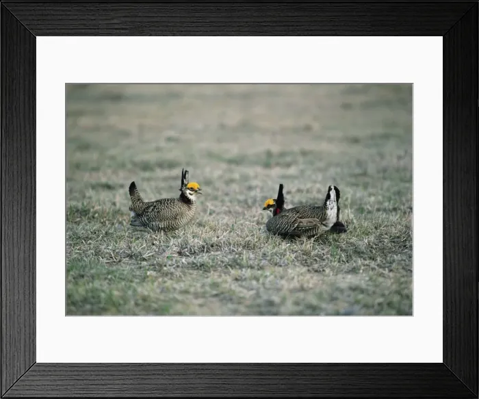Framed Print : Lesser Prairie-chicken - Males at boundary of territories Framed Print : Lesser Prairie-chicken - Males at boundary of territories