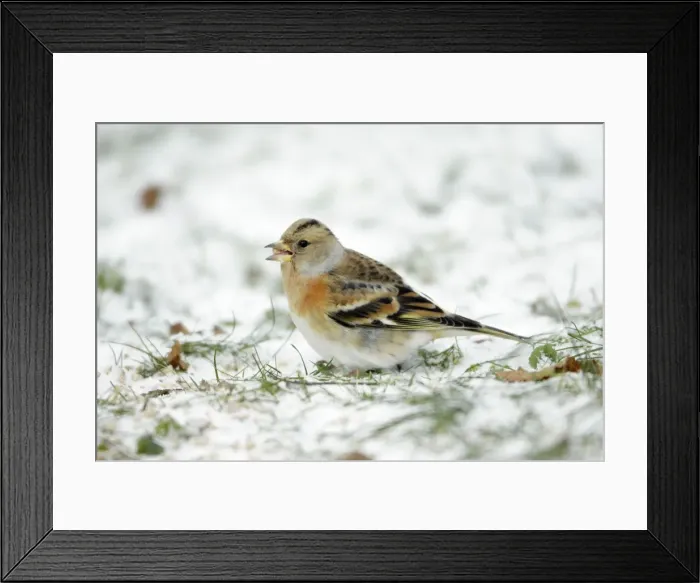 Framed Print : Brambling - female feeding on ground in winter snow - Hessen - Germany Framed Print : Brambling - female feeding on ground in winter snow - Hessen - Germany