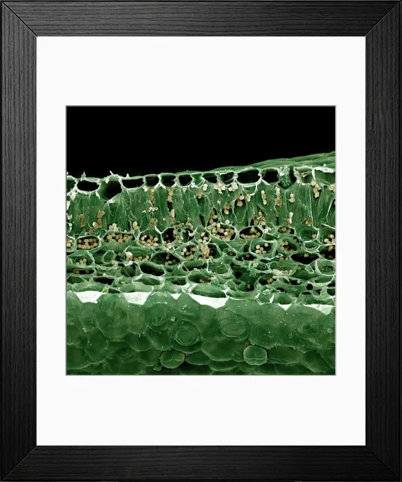 Framed Print : Scanning Electron micrograph (SEM): Vertical section of a leaf of a green plant, Stomata, Chloroplasts and other organelles are seen inside the cells Framed Print : Scanning Electron micrograph (SEM): Vertical section of a leaf of a green plant, Stomata, Chloroplasts and other organelles are seen inside the cells
