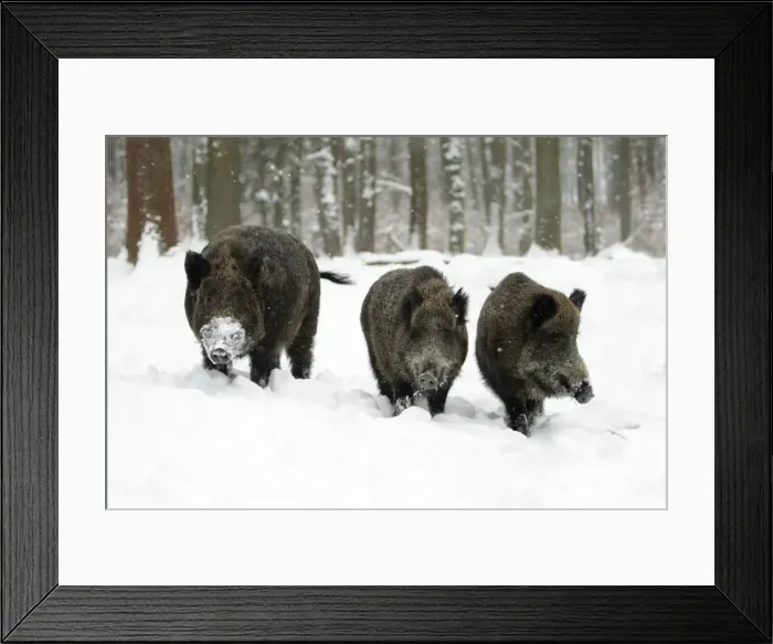 Framed Print : Wild Pig - boar and two sows in snow covered forest - Hessen - Germany Framed Print : Wild Pig - boar and two sows in snow covered forest - Hessen - Germany