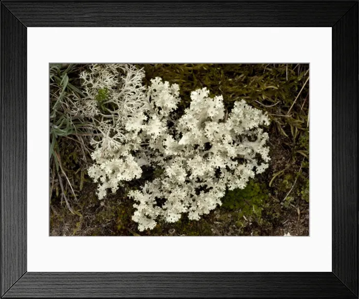 Framed Print : Rare northern lichen, Cetraria nivalis. Sweden