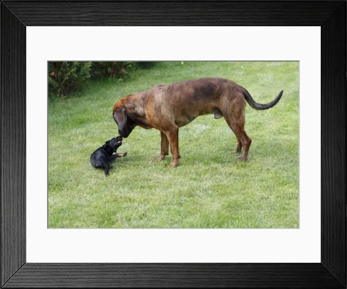 Framed Print : Hanover Hound and Westfalen Terrier Puppy, two hunting dogs playing on garden lawn, Germany Framed Print : Hanover Hound and Westfalen Terrier Puppy, two hunting dogs playing on garden lawn, Germany