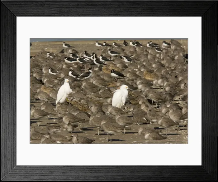 Framed Print : Snowy Egrets, Willets, Marbled Godwits and Black-necked Stilts at high tide roost. Arrowhead Marsh, East Bay, Oakland; California, United States Framed Print : Snowy Egrets, Willets, Marbled Godwits and Black-necked Stilts at high tide roost. Arrowhead Marsh, East Bay, Oakland; California, United States