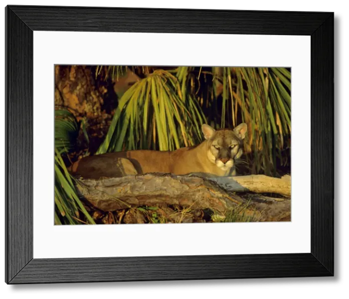 Framed Print : Florida Cougar / Mountain Lion / Puma. Florida - USA. endangered species. Also known as the Florida Panther. MR475 Framed Print : Florida Cougar / Mountain Lion / Puma. Florida - USA. endangered species. Also known as the Florida Panther. MR475