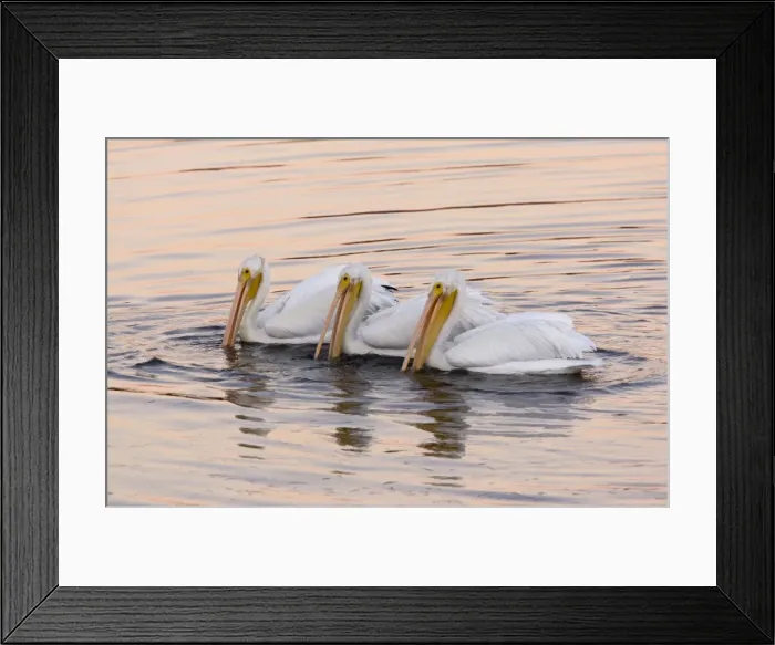 Framed Print : American White Pelicans - feeding collectively at sunset; Bodega Bay, California, United States Framed Print : American White Pelicans - feeding collectively at sunset; Bodega Bay, California, United States