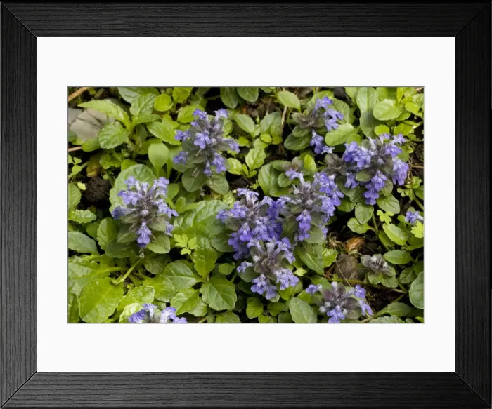 Framed Print : Bugle (Ajuga reptans). Widespread in woodlands in UK Framed Print : Bugle (Ajuga reptans). Widespread in woodlands in UK
