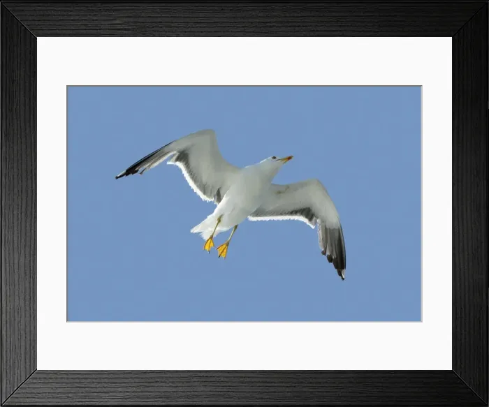 Framed Print : Lesser black-back Gull - in flight - Texel - Holland Framed Print : Lesser black-back Gull - in flight - Texel - Holland