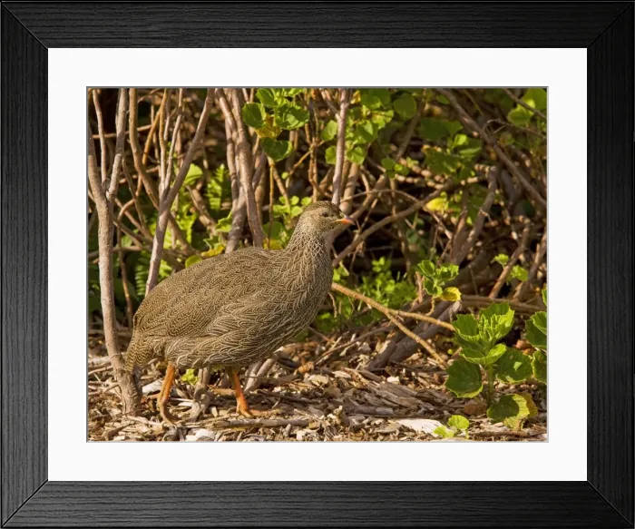 Framed Print : Cape Francolin / Cape Spurfowl - in fynbos - South Africa Framed Print : Cape Francolin / Cape Spurfowl - in fynbos - South Africa