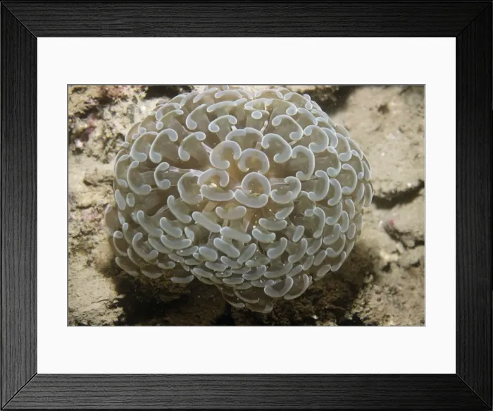 Framed Print : Stony Coral - also known as: bouquet corals, frogspawn corals, grape corals, vase corals and zigzag corals. Indonesia Framed Print : Stony Coral - also known as: bouquet corals, frogspawn corals, grape corals, vase corals and zigzag corals. Indonesia